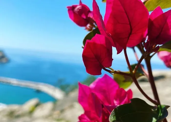 住宿加早餐酒店 Begonvil